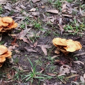 Gymnopilus junonius at Bodalla State Forest - 10 May 2024 09:16 AM