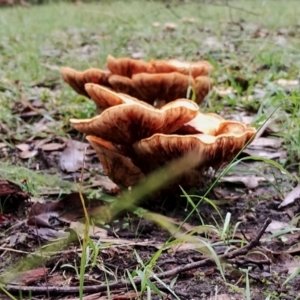 Gymnopilus junonius at Bodalla State Forest - 10 May 2024 09:16 AM