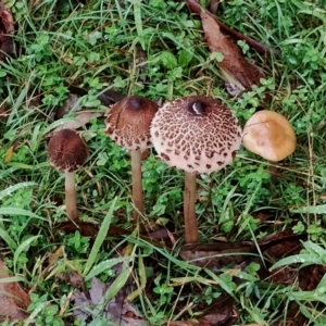 Macrolepiota clelandii at Bodalla State Forest - 10 May 2024