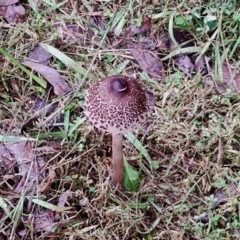 Macrolepiota clelandii at Bodalla State Forest - 10 May 2024