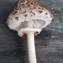 Macrolepiota clelandii at Bodalla State Forest - 10 May 2024 09:22 AM