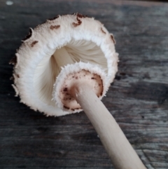 Macrolepiota clelandii at Bodalla State Forest - 10 May 2024