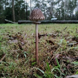 Macrolepiota clelandii at Bodalla State Forest - 10 May 2024