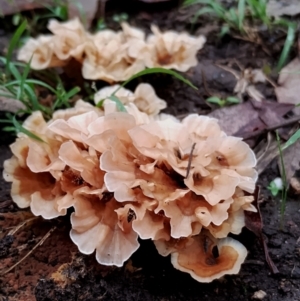 Podoscypha petalodes at Bodalla State Forest - 10 May 2024