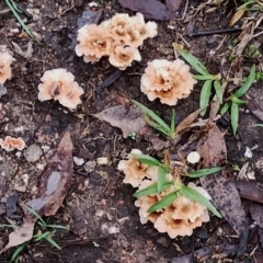 Podoscypha petalodes at Bodalla State Forest - 10 May 2024