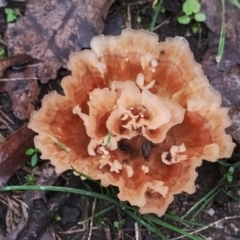 Podoscypha petalodes at Bodalla State Forest - 10 May 2024