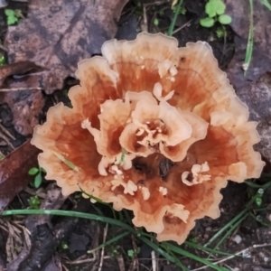 Podoscypha petalodes at Bodalla State Forest - 10 May 2024