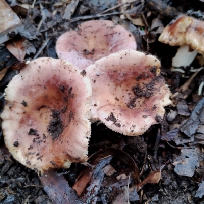 Russula sp. at Bodalla, NSW - 9 May 2024 by Teresa