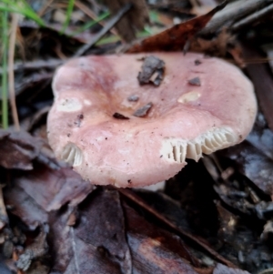 Russula sp. (genus) at Bodalla State Forest - 10 May 2024 09:45 AM