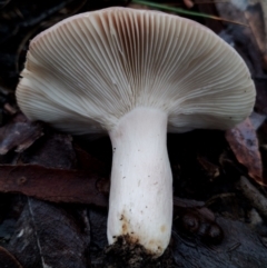 Russula sp. (genus) at Bodalla State Forest - 10 May 2024 09:45 AM