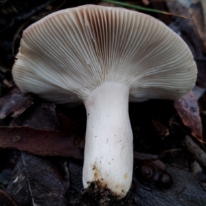 Russula sp. (genus) at Bodalla State Forest - 10 May 2024 09:45 AM