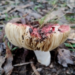 Unidentified Cap on a stem; gills below cap [mushrooms or mushroom-like] at Bodalla, NSW - 9 May 2024 by Teresa