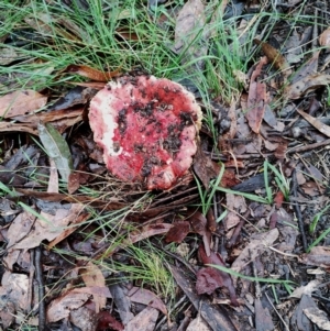 Russula sp. (genus) at Bodalla State Forest - 10 May 2024