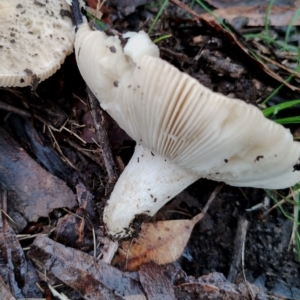 Russula sp. (genus) at Bodalla State Forest - 10 May 2024