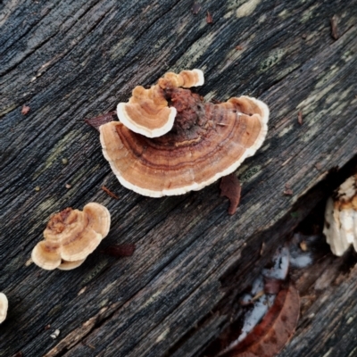 Trametes versicolor (Turkey Tail) at Bodalla State Forest - 9 May 2024 by Teresa