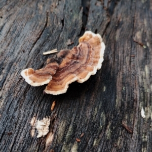 Trametes versicolor at Bodalla State Forest - 10 May 2024