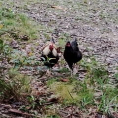 Gallus gallus (Red Junglefowl (Domestic)) at Bodalla State Forest - 10 May 2024 by Teresa