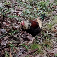 Gallus gallus at Bodalla State Forest - 10 May 2024