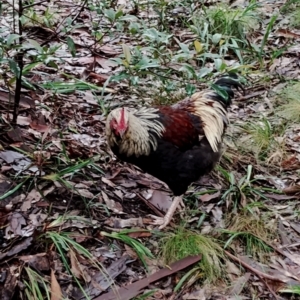 Gallus gallus at Bodalla State Forest - 10 May 2024 09:11 AM