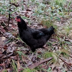 Gallus gallus at Bodalla State Forest - 10 May 2024 09:11 AM