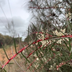 Hakea decurrens subsp. decurrens (Bushy Needlewood) at Hackett, ACT - 10 May 2024 by ABeek