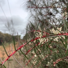 Unidentified Other Shrub at Hackett, ACT - 10 May 2024 by ABeek