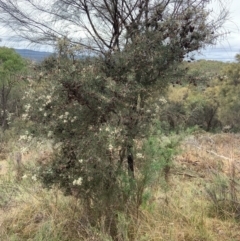 Hakea decurrens subsp. decurrens at Mount Ainslie - 10 May 2024 11:08 AM