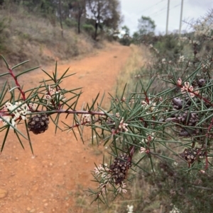 Hakea decurrens subsp. decurrens at Mount Ainslie - 10 May 2024