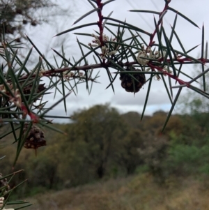 Hakea decurrens subsp. decurrens at Mount Ainslie - 10 May 2024 11:08 AM