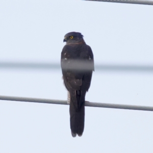 Tachyspiza fasciata at Umbagong District Park - 27 Feb 2024