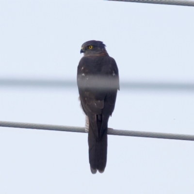 Accipiter cirrocephalus (Collared Sparrowhawk) at Umbagong District Park - 27 Feb 2024 by KorinneM