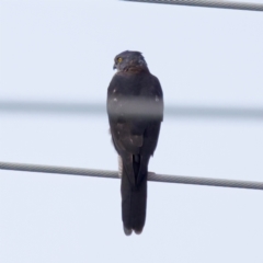 Accipiter fasciatus at Umbagong District Park - 27 Feb 2024