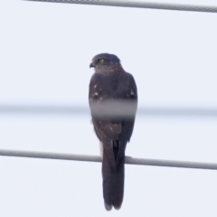 Accipiter fasciatus at Umbagong District Park - 27 Feb 2024