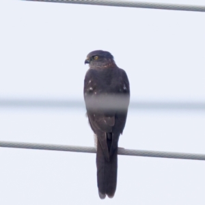 Tachyspiza fasciata at Umbagong District Park - 27 Feb 2024