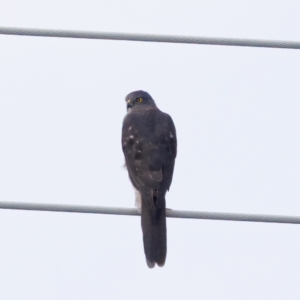 Accipiter fasciatus at Umbagong District Park - 27 Feb 2024