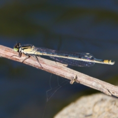 Ischnura heterosticta (Common Bluetail Damselfly) at Latham, ACT - 27 Feb 2024 by KorinneM