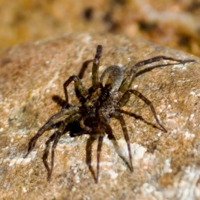 Unidentified Wolf spider (Lycosidae) at Cotter River, ACT - 9 Mar 2024 by KorinneM