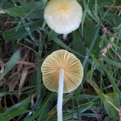 Unidentified Cap on a stem; gills below cap [mushrooms or mushroom-like] at Giralang, ACT - 10 May 2024 by mcosgrove