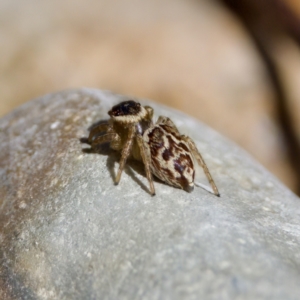 Maratus griseus at Namadgi National Park - 9 Mar 2024