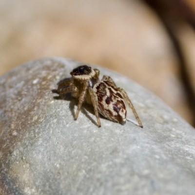 Unidentified Jumping or peacock spider (Salticidae) at Cotter River, ACT - 9 Mar 2024 by KorinneM