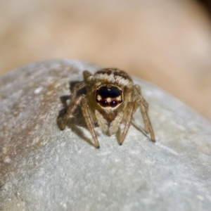 Maratus griseus at Namadgi National Park - 9 Mar 2024