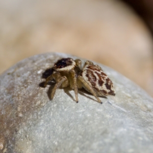 Maratus griseus at Namadgi National Park - 9 Mar 2024 03:56 PM