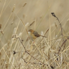 Cisticola exilis (Golden-headed Cisticola) at Lions Youth Haven - Westwood Farm A.C.T. - 10 May 2024 by HelenCross