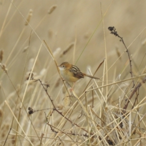 Cisticola exilis at Lions Youth Haven - Westwood Farm A.C.T. - 10 May 2024 03:34 PM