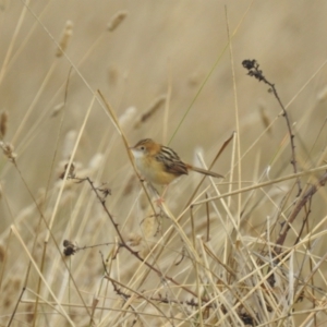 Cisticola exilis (Golden-headed Cisticola) at Lions Youth Haven - Westwood Farm A.C.T. by HelenCross