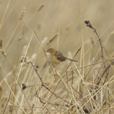 Cisticola exilis at Lions Youth Haven - Westwood Farm - 10 May 2024 by HelenCross