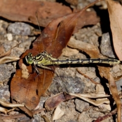 Austrogomphus guerini (Yellow-striped Hunter) at Cotter River, ACT - 9 Mar 2024 by KorinneM