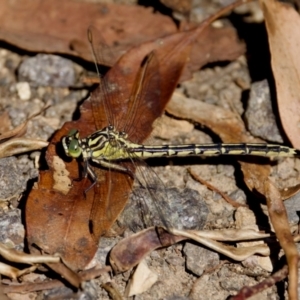 Austrogomphus guerini at Namadgi National Park - 9 Mar 2024