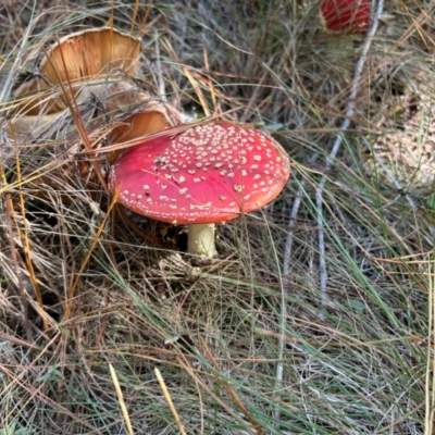 Amanita muscaria (Fly Agaric) at Kambah, ACT - 24 Apr 2024 by dwise