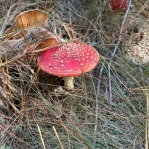 Amanita muscaria at suppressed by dwise
